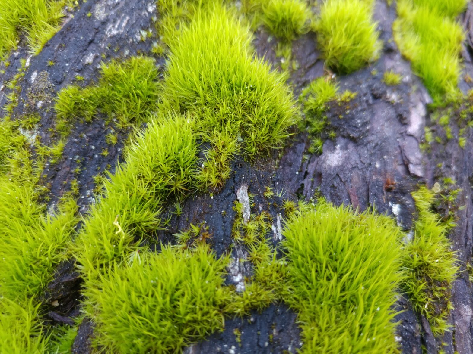 Thinking About Quality